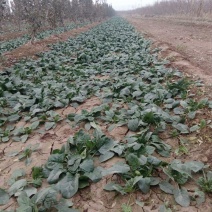 黑叶菠菜15~20厘米