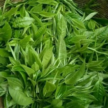 普洱茶