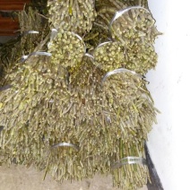 铁皮石斛盆花
