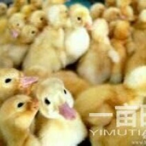 皖西白鹅鹅苗250g以上