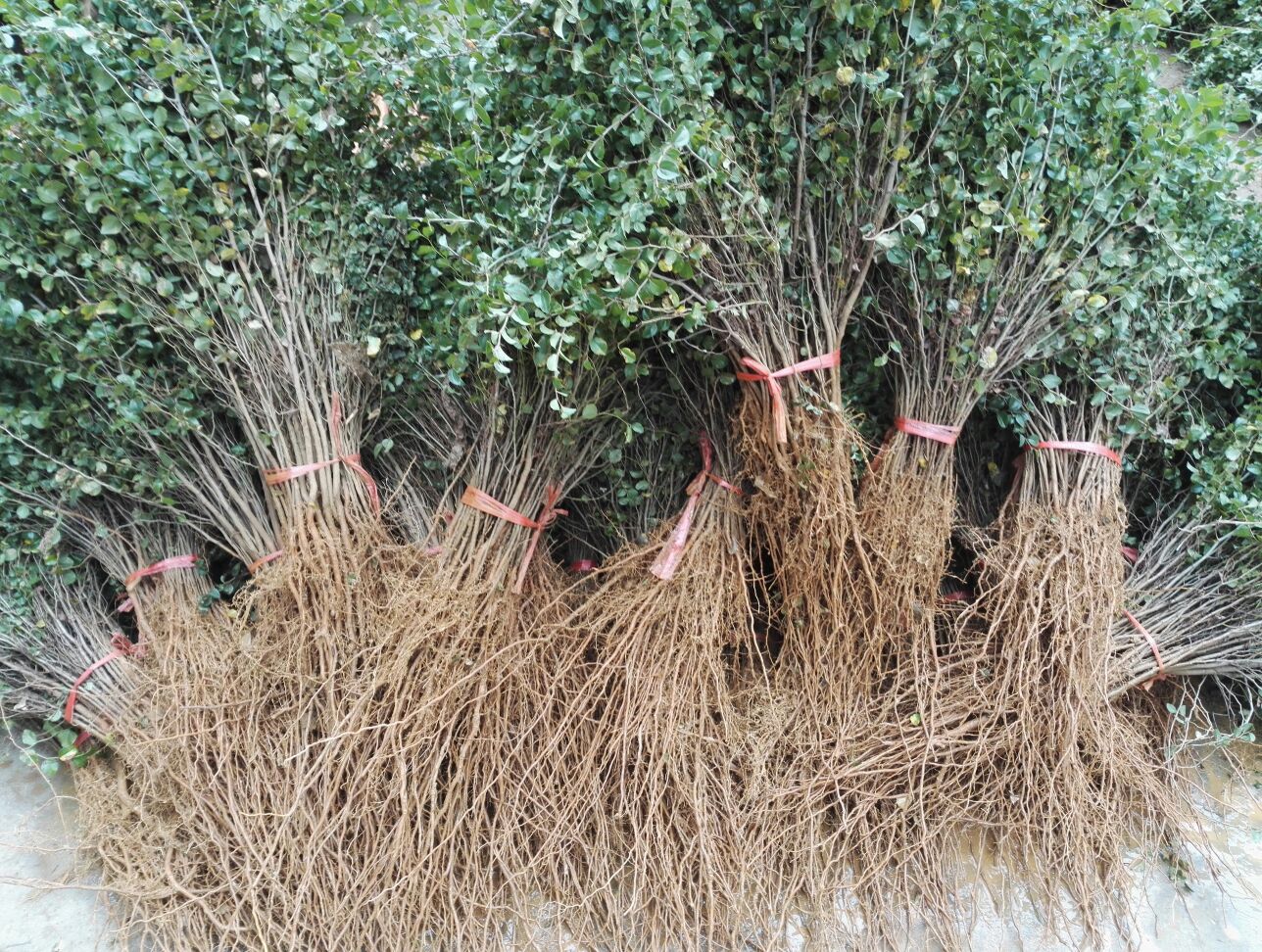 马甲子苗 刺苗铁篱笆 马甲子树苗不站刺树苗30厘米高