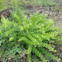 草果苗10~20cm