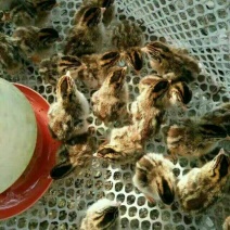 土鸡苗250克以下脱温苗