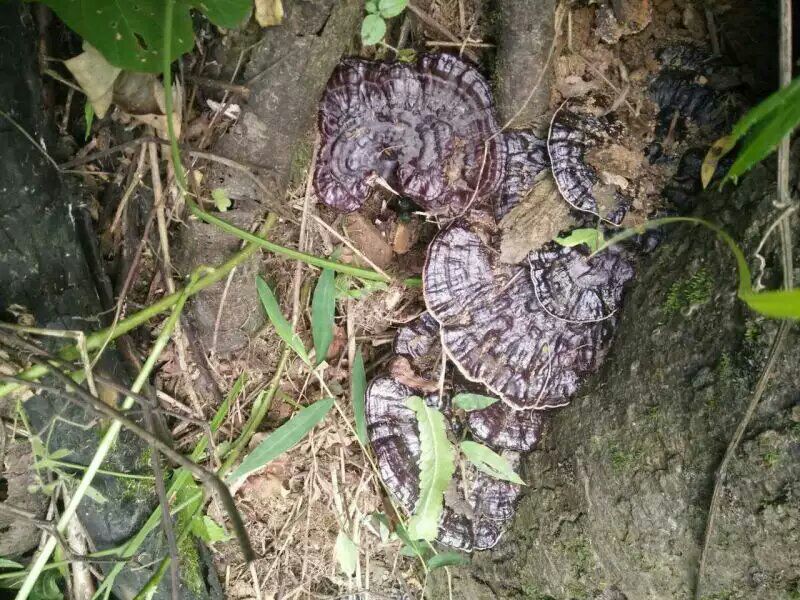 一名采药人在云南高黎贡山原始森林中采集野生紫芝(黑灵芝),周围环境湿润,附生在腐朽的青冈木上,菌体完整,表面覆盖少量苔藓,背景为雾气缭绕的亚热带雨林 野生灵芝采收场景