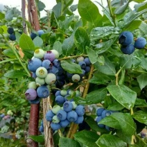 蓝莓8~10mm以上