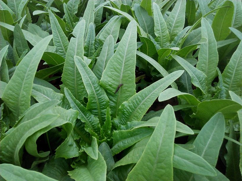 油麦菜植株特写