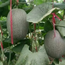 西州蜜瓜