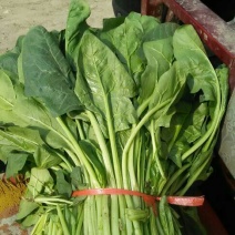 大叶菠菜15~20厘米
