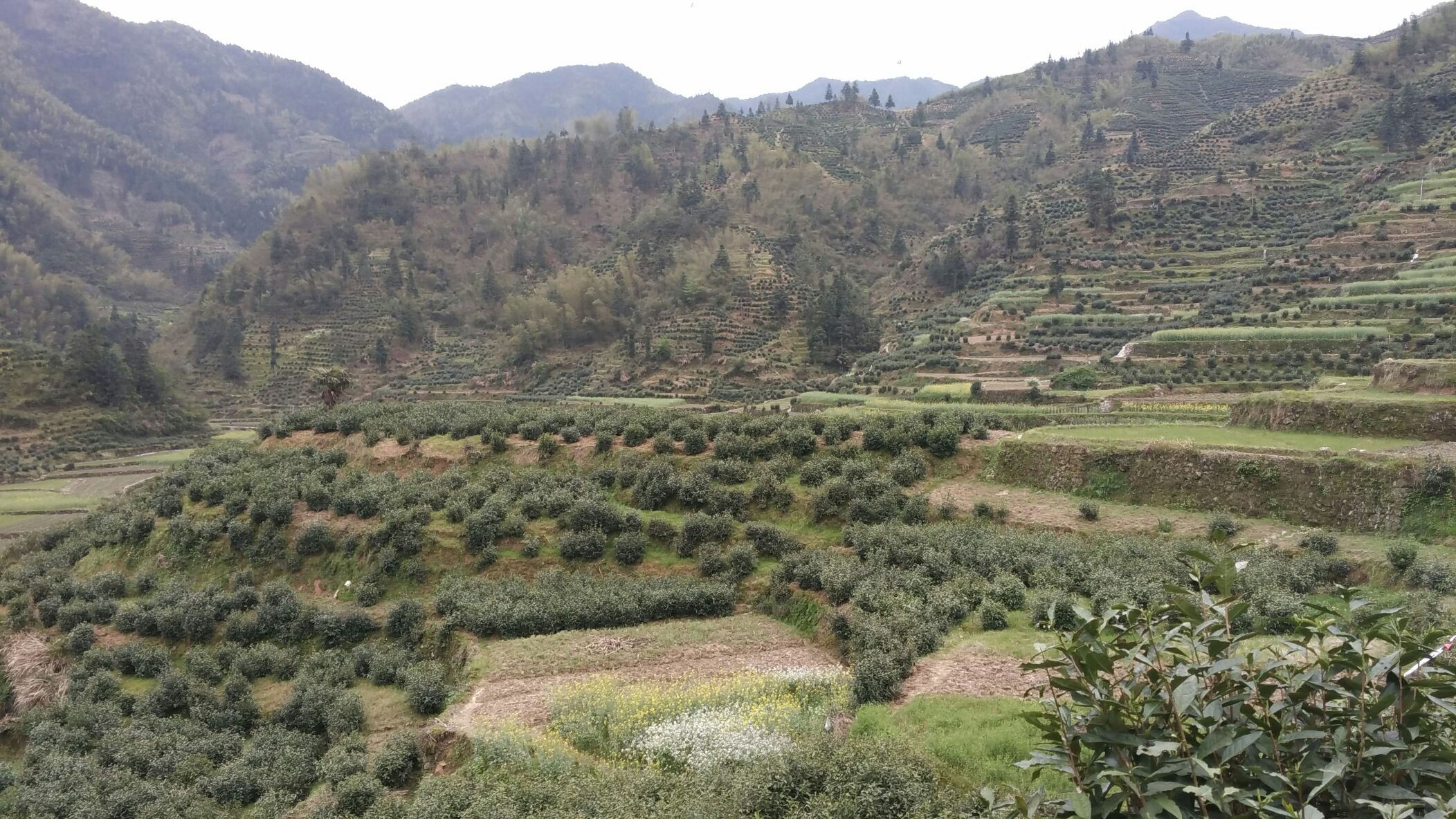 山竹果园与山芹种植地对比图