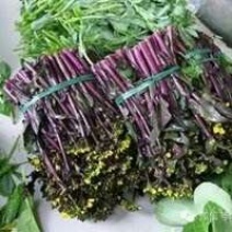 红菜苔20~30厘米