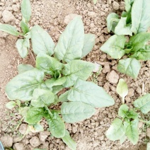 大叶菠菜10~15厘米