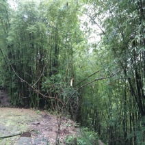 绿竹15~16m