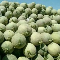 西州蜜瓜