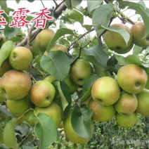 玉露香