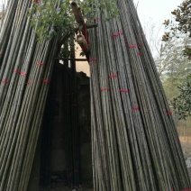 紫竹5~6m