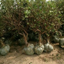 金银花1米以下
