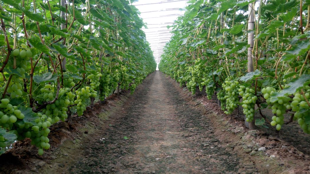 一片整齐的维多利亚葡萄种植园,藤架排列有序,藤蔓茂盛,挂满成串金黄色的葡萄,农民正在田间进行采摘作业,展现现代农业种植场景 维多利亚葡萄果园全景图