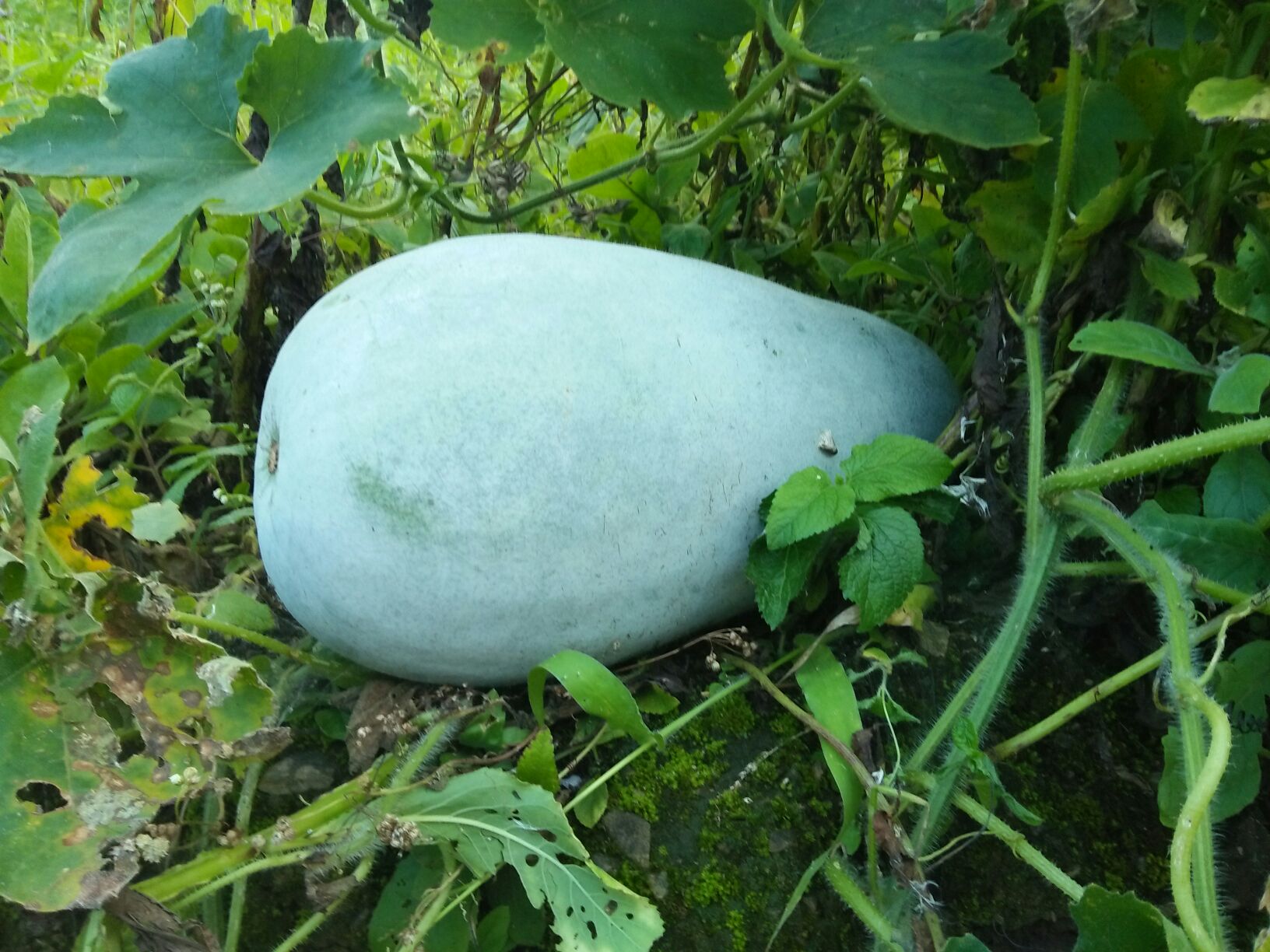 一个新鲜的白皮冬瓜被横向切开,露出内部密集排列的乳白色冬瓜籽,背景为田园农场环境,突出农产品原生态属性 白皮冬瓜切开露出大量白色籽粒特写