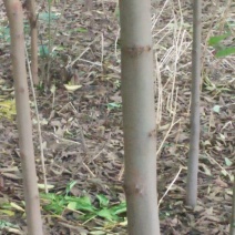 栾树2~4cm4~6cm3.5~4米