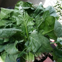 大叶菠菜20~25厘米