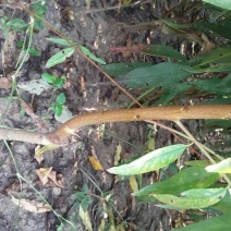 红不软桃树苗70~80cm