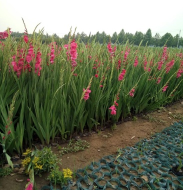 [唐菖蒲批发]唐昌蒲价格1.50元/支 - 一亩田