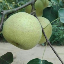 砀山梨250~300g光果
