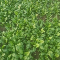 大叶菠菜15~20厘米