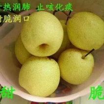 酥梨450~500g筐装
