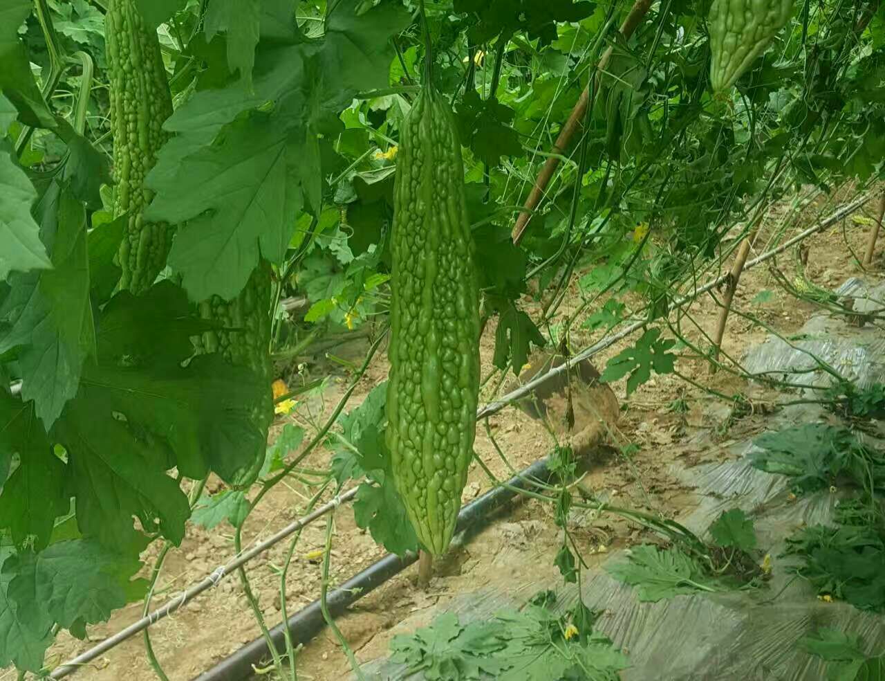 苦瓜摆放在厨房台面上，旁边有时钟和保鲜盒