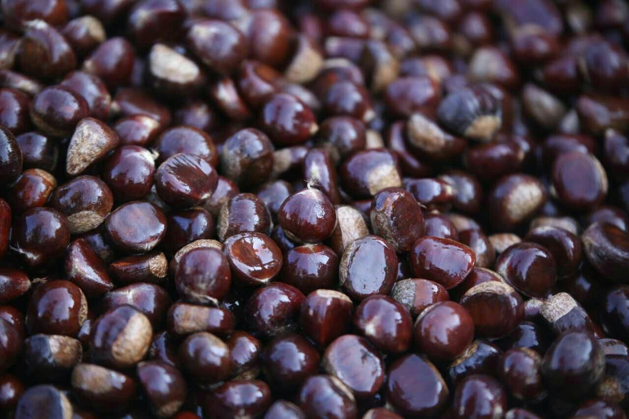油栗仁特写,展示其金黄色果仁与自然纹理 油栗仁特写