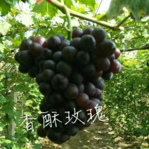 葡萄苗1年30~50cm