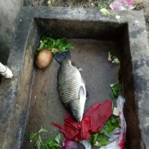 建鲤饲料2~3公斤
