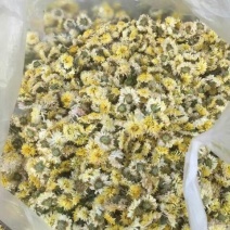 白菊花茶