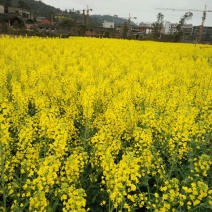 油菜籽1