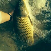土鲶鱼食用