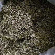 普洱绿茶