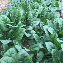 黑叶菠菜