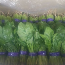 小叶菠菜