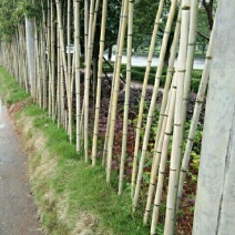 苦竹3~4m