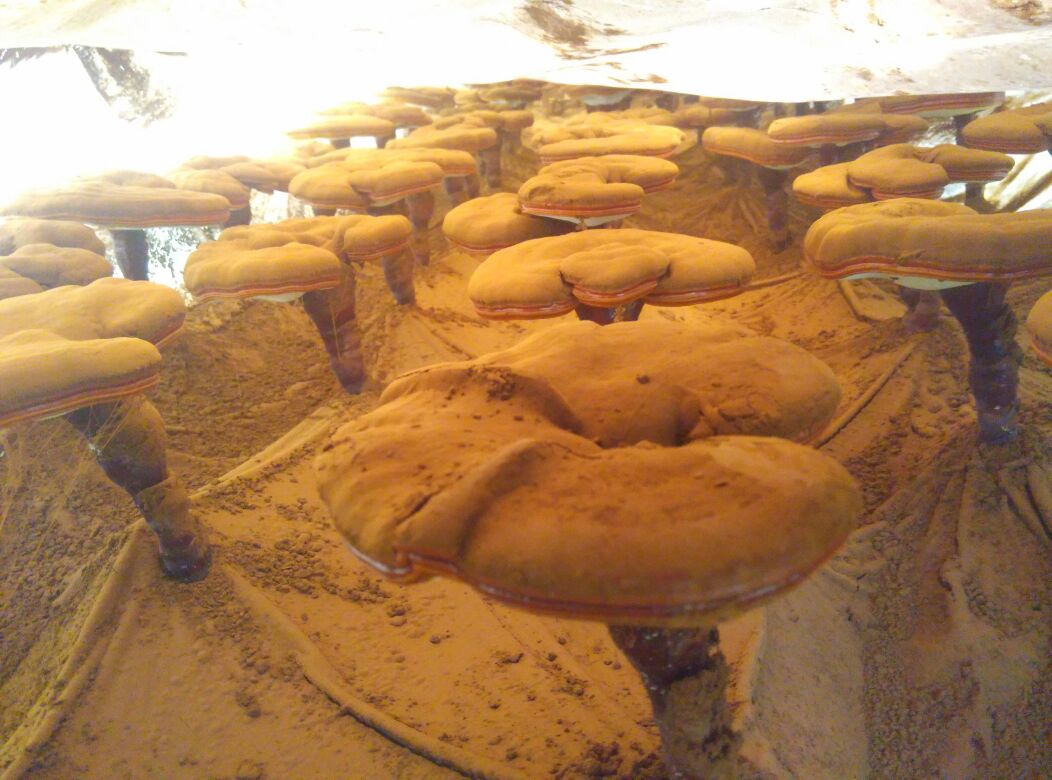 灵芝宏观形态示意图