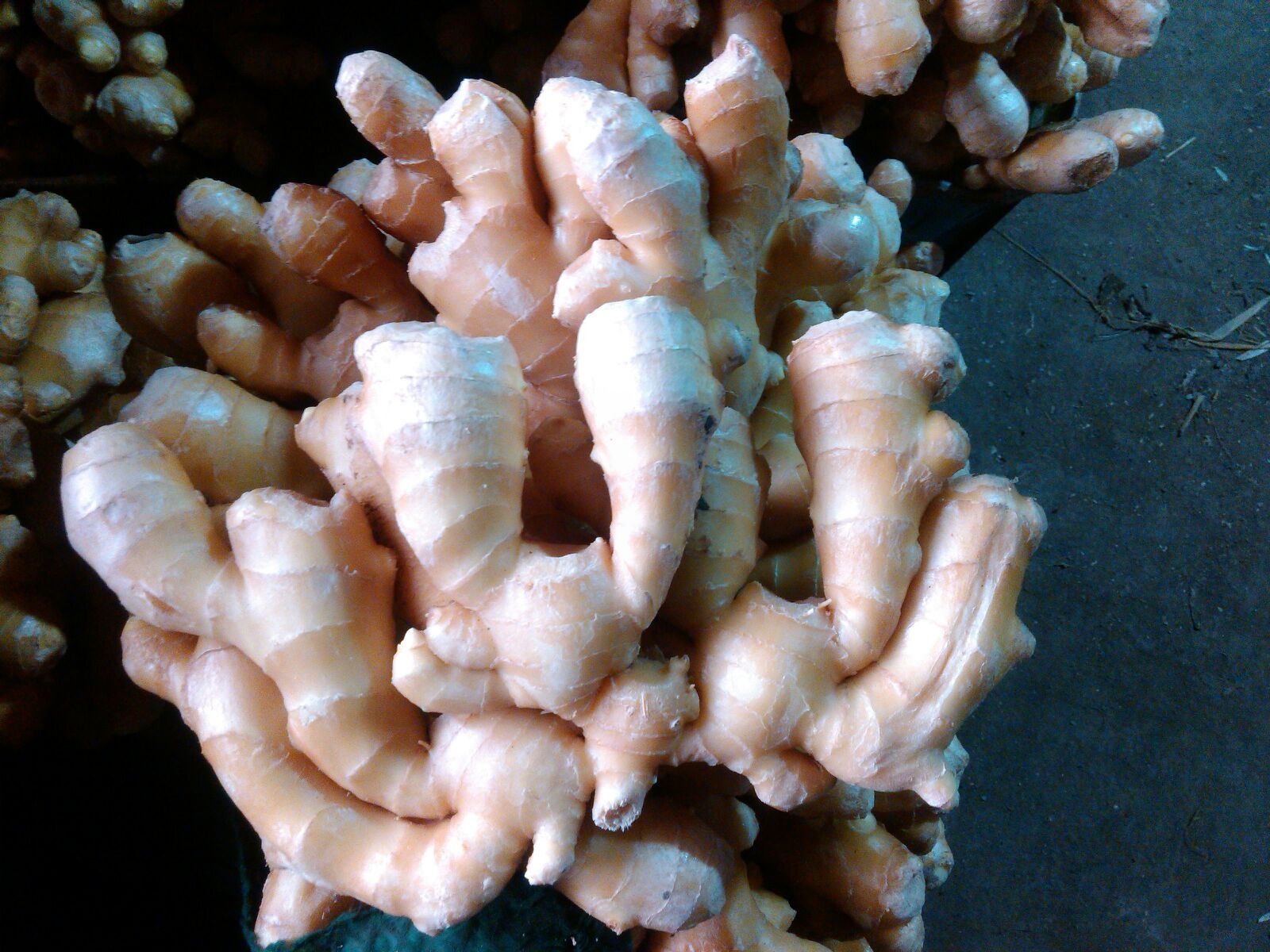 生姜切面结构图