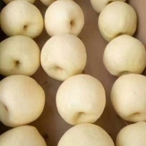贡梨