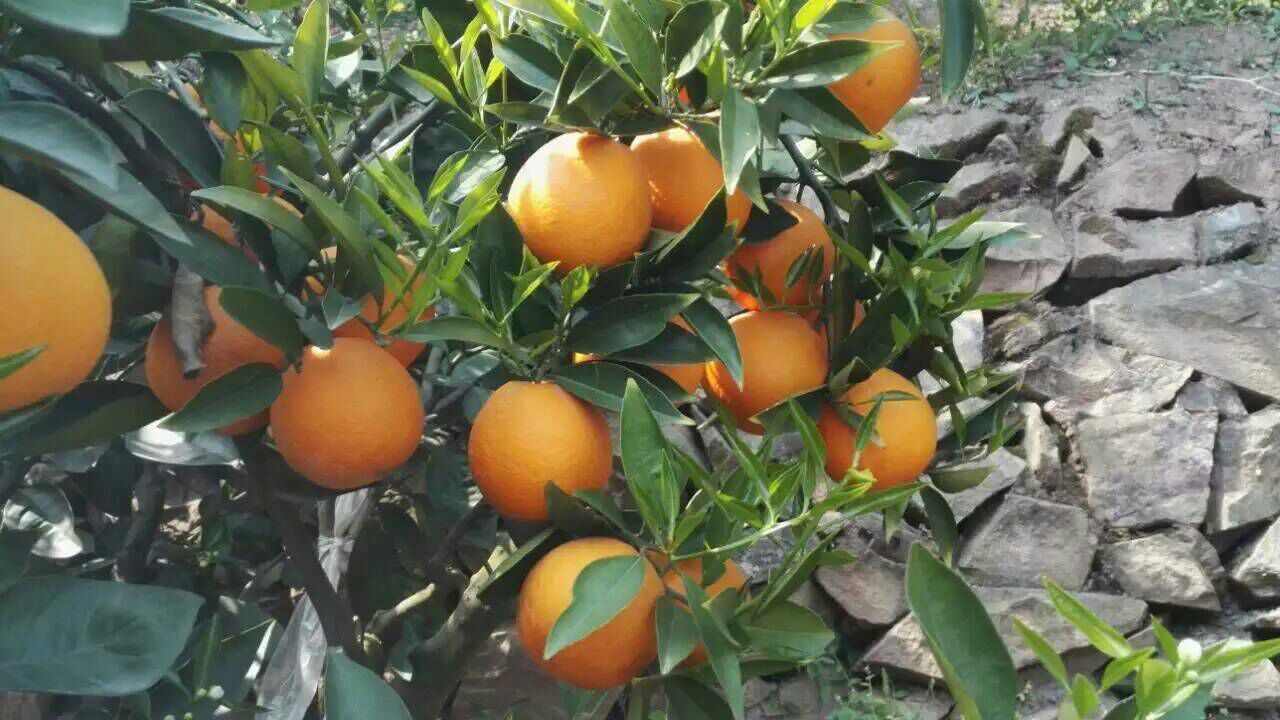 九月红脐橙果园航拍图