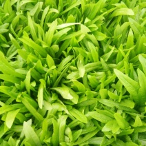 油麦菜25~30厘米以上