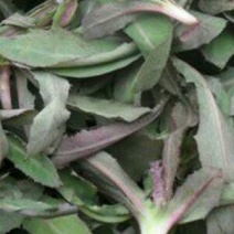 山野菜