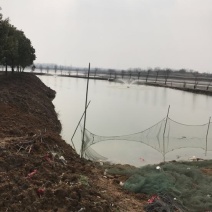 白鲢鱼