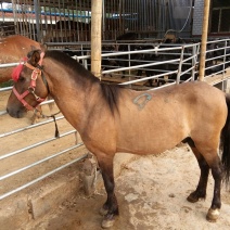 矮马200~300kg