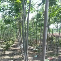 黄山栾树4~6cm4~6cm6~8cm8~10cm