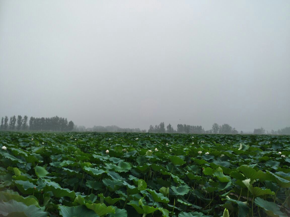 农妇在清晨采挖新鲜白莲藕